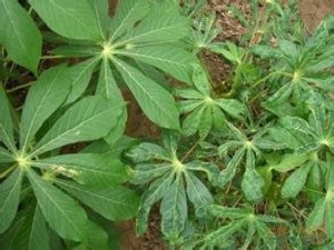 花叶木薯的繁殖方法视频