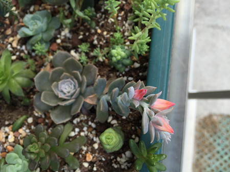 鲁氏石莲开花图片