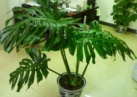 龟背竹的养殖方法和注意事项 盆栽