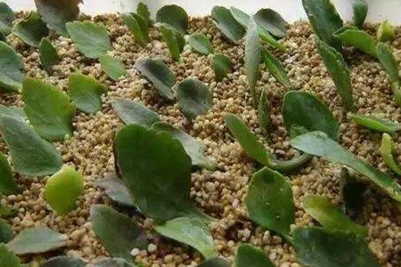 长寿花扦插方法和注意事项