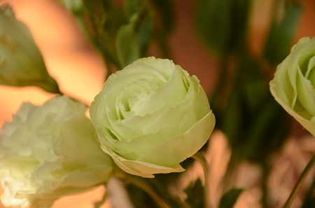 洋桔梗施肥技术