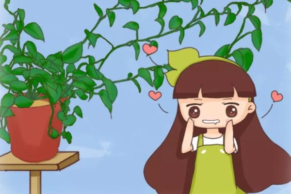 绿萝有个“小机关”打开它俩月疯长1米！(绿萝不停长长怎么办)