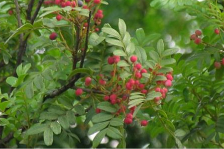 清香木用什么土壤种植最好