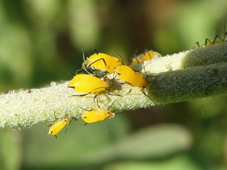 狗牙花开花香吗