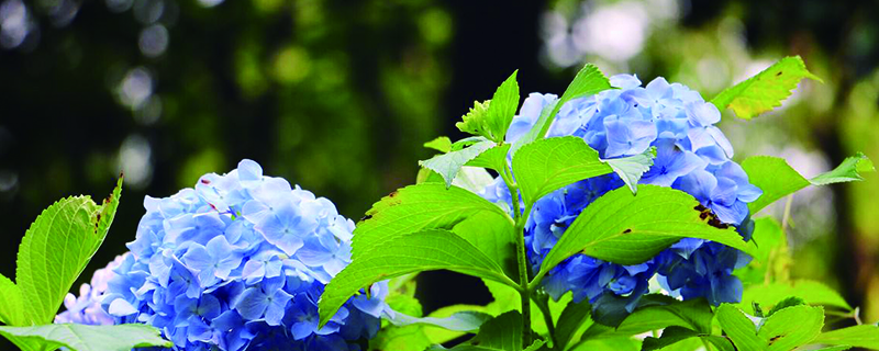 绣球花怎么水培生根(绣球花水培扦插方法)