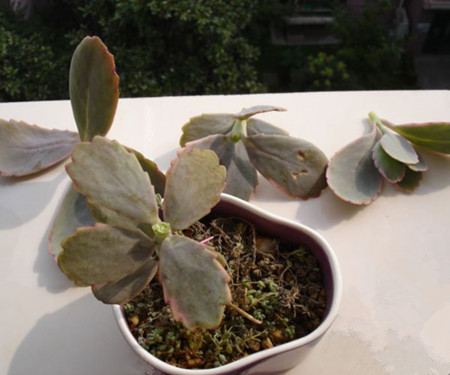 玉吊钟怎么修剪好看