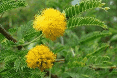 金合欢的功效与作用