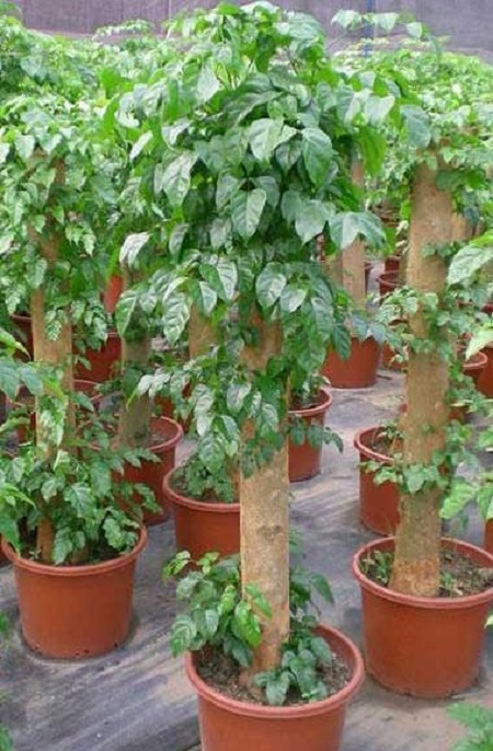 绿宝树怎么换盆视频