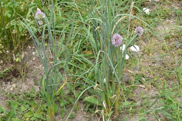春天路边的美味野菜第一弹(春天路边常见的野花)