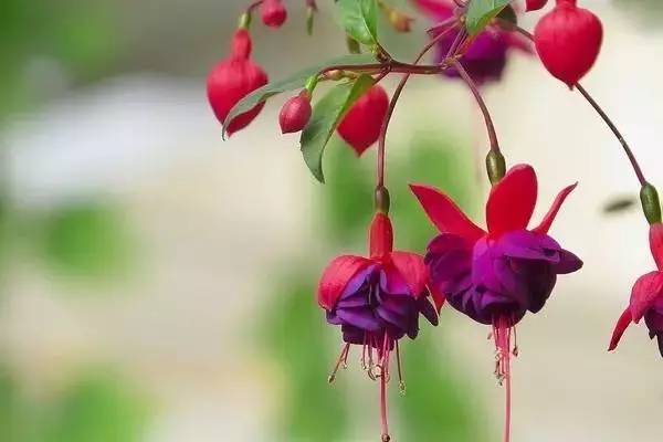 倒挂金钟的功效与作用(倒挂金钟的药效和作用)