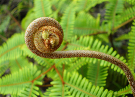 春天路边常见的野花