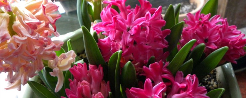 风信子花语(红色的风信子花语)