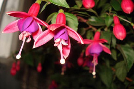 倒挂金钟的药效和作用