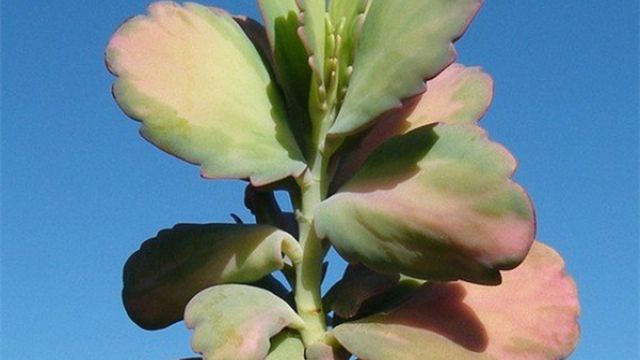 玉吊钟怎么砍头(玉吊钟怎么修剪好看)