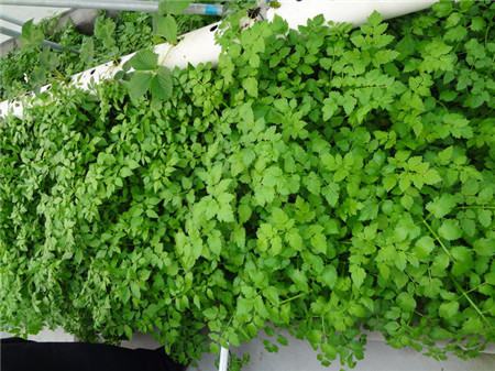 春天路边常见的野花