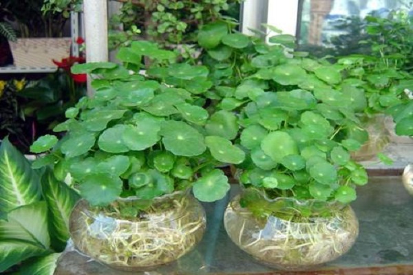 铜钱草有毒吗(铜钱草和金钱草一样吗)