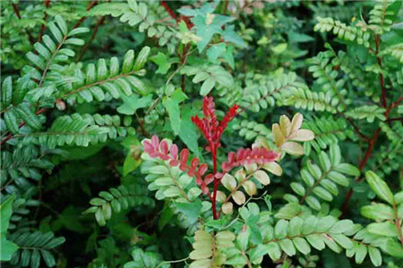 清香木用什么土壤种植最好