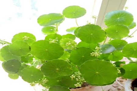 铜钱草和金钱草一样吗