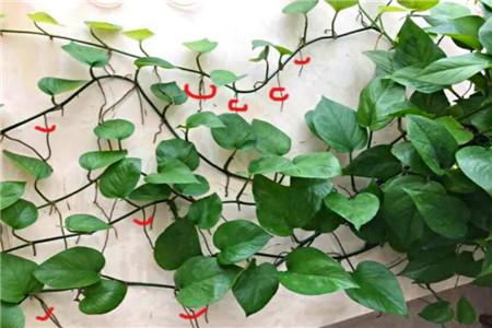 绿萝不停长长怎么办