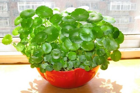 铜钱草和金钱草一样吗