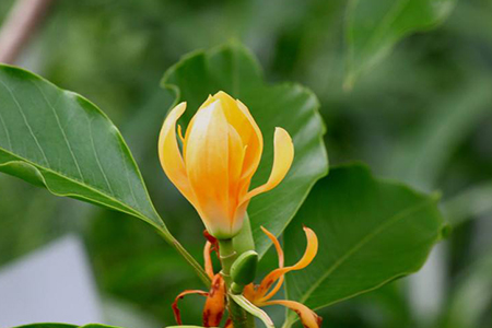 黄兰是什么味道