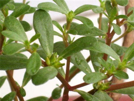 春天路边常见的野花