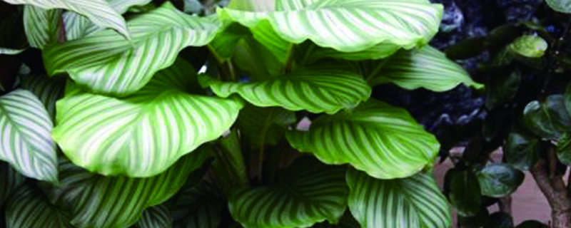 青苹果竹芋怎么繁殖视频