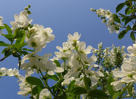 白鹃梅什么时候开花