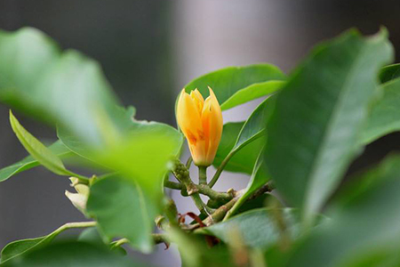 黄兰是什么味道