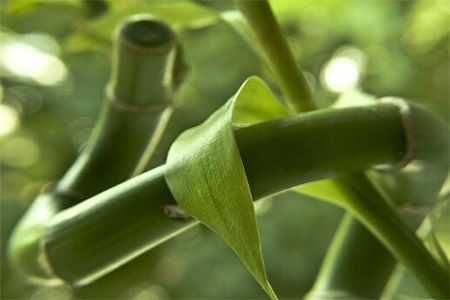 水养富贵竹施肥