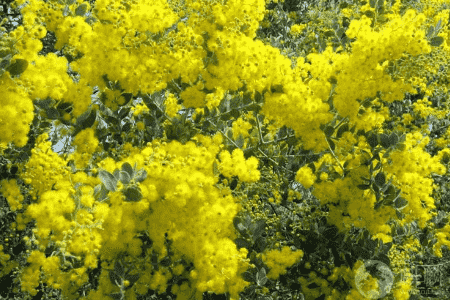 金合欢的功效与作用