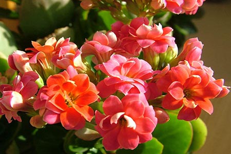 长寿花用什么盆合适