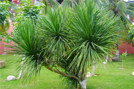 龙血树在家养对身体好不好