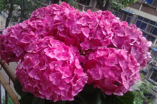 绣球花怎么调色(绣球花怎么调色可以浇醋吗)