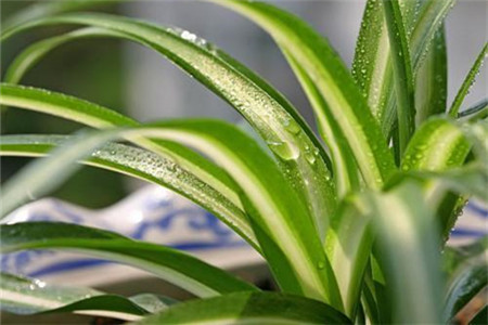 金边吊兰叶子变黄是什么原因