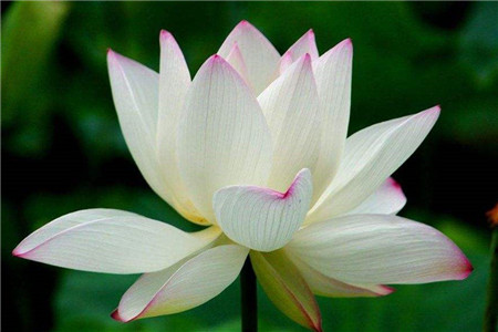 荷花是什么季节开的花开的样子