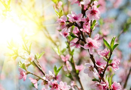 年宵花都有什么品种?