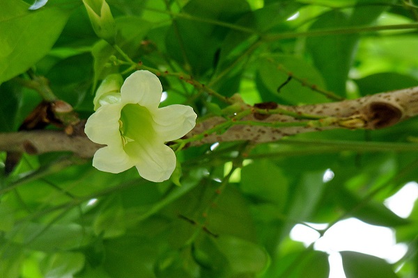 绿宝树怎么换盆(绿宝树怎么换盆视频)