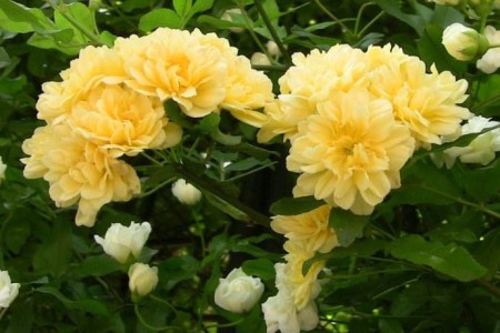 黄木香几年以上能开花