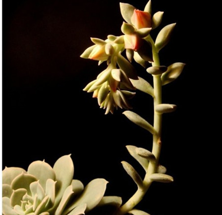 鲁氏石莲开花图片