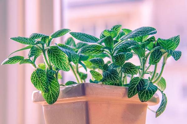 网纹草叶子蔫了怎么办(网纹草的叶子可以喷水吗)