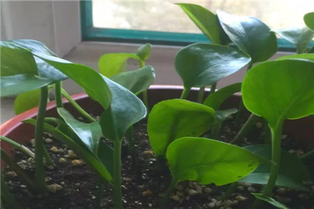 绿萝不停长长怎么办