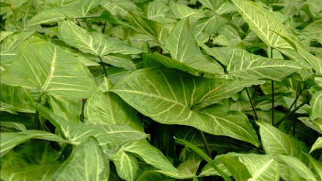 合果芋的繁殖栽培方法(合果芋扦插注意事项)