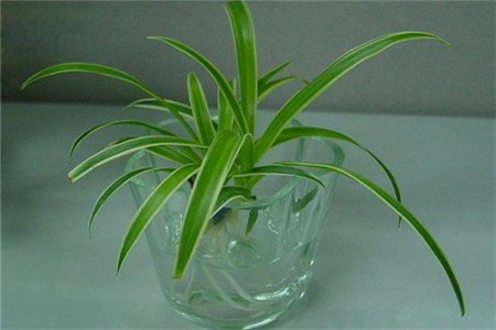 金边吊兰叶子变黄是什么原因