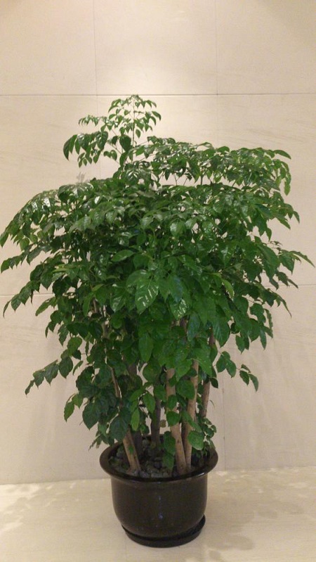 绿宝树怎么换盆视频