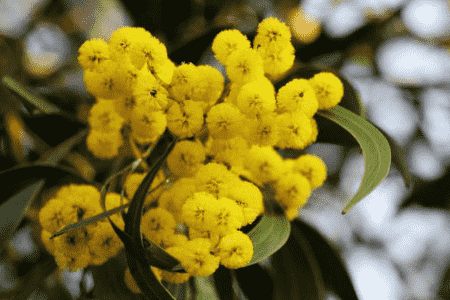 金合欢的功效与作用