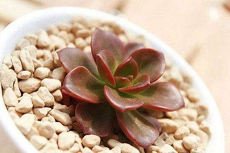 巧克力方砖怎么养才能爆盆