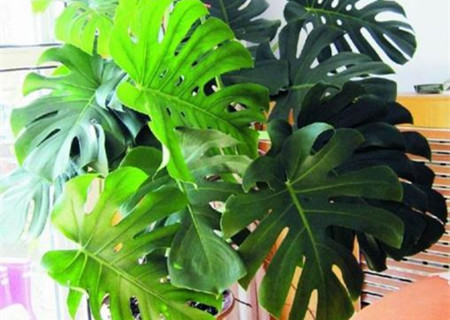 龟背竹的养殖方法和注意事项 盆栽