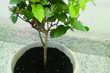 茉莉冬天能养吗