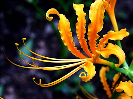 石蒜花长什么样子?